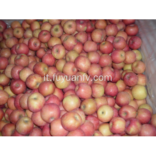 Fresh Good Qulality Fuji apple